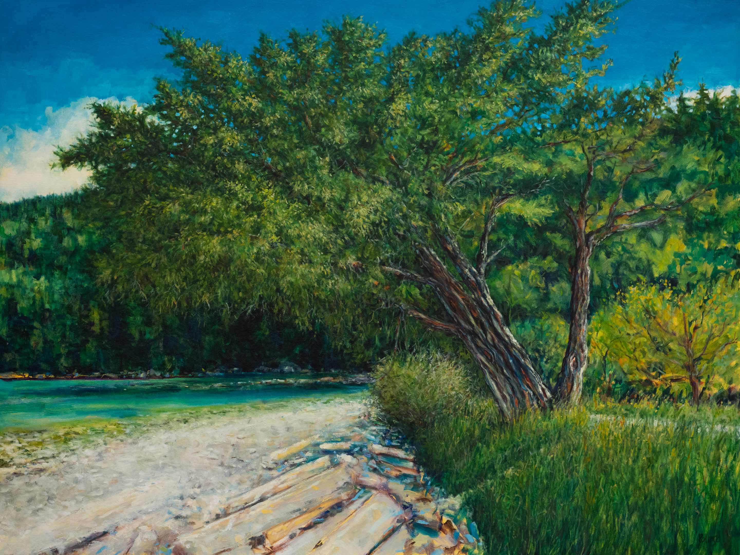 Shell Beach Galiano Island with the ancient yew tree and the midden beach and turquoise water on a clear summer day